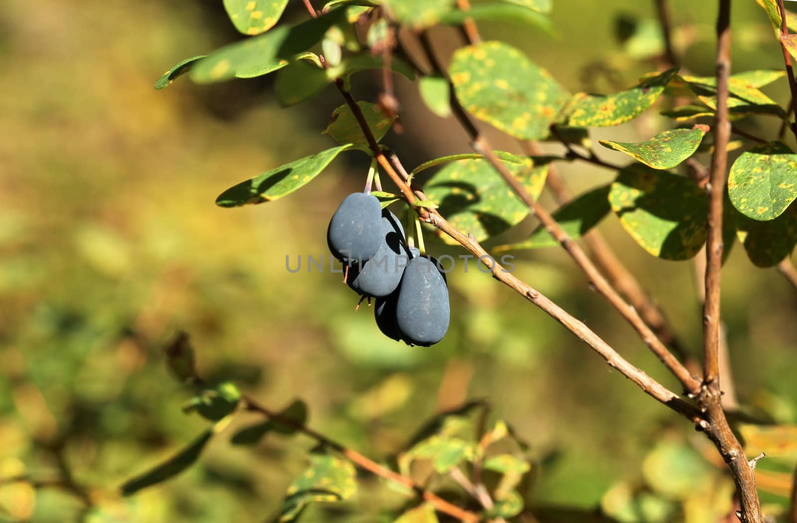 The fruit Forest blueberry  in nature