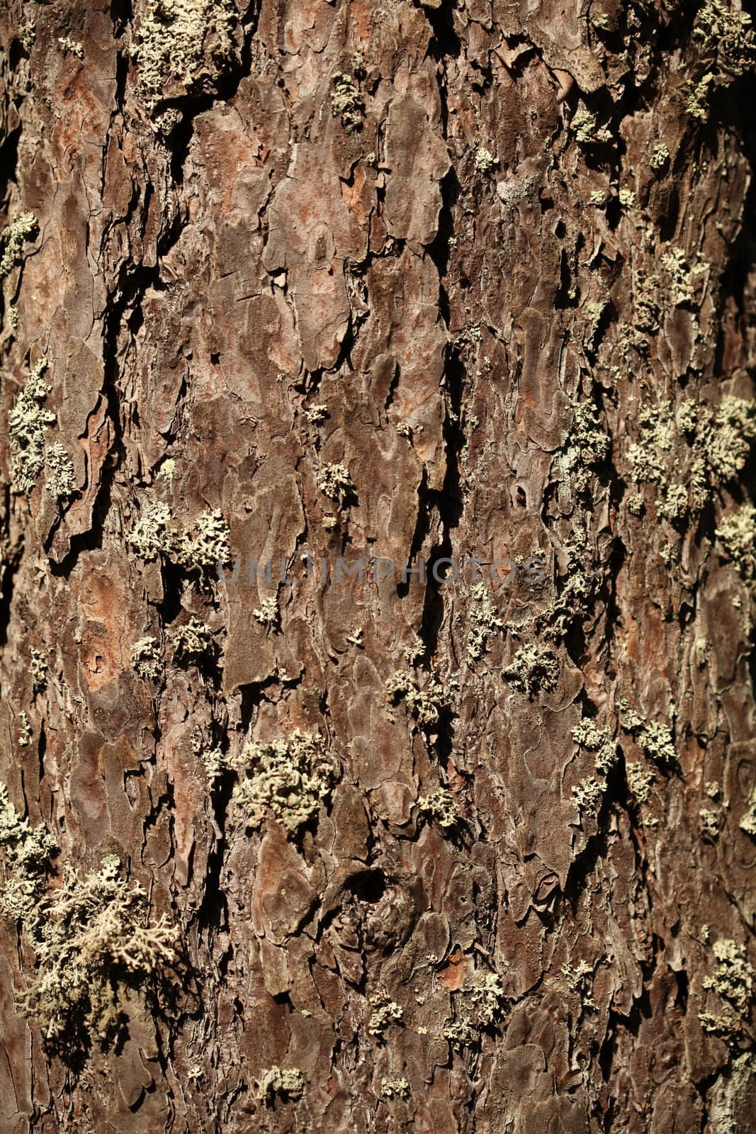 The  old pine tree bark background