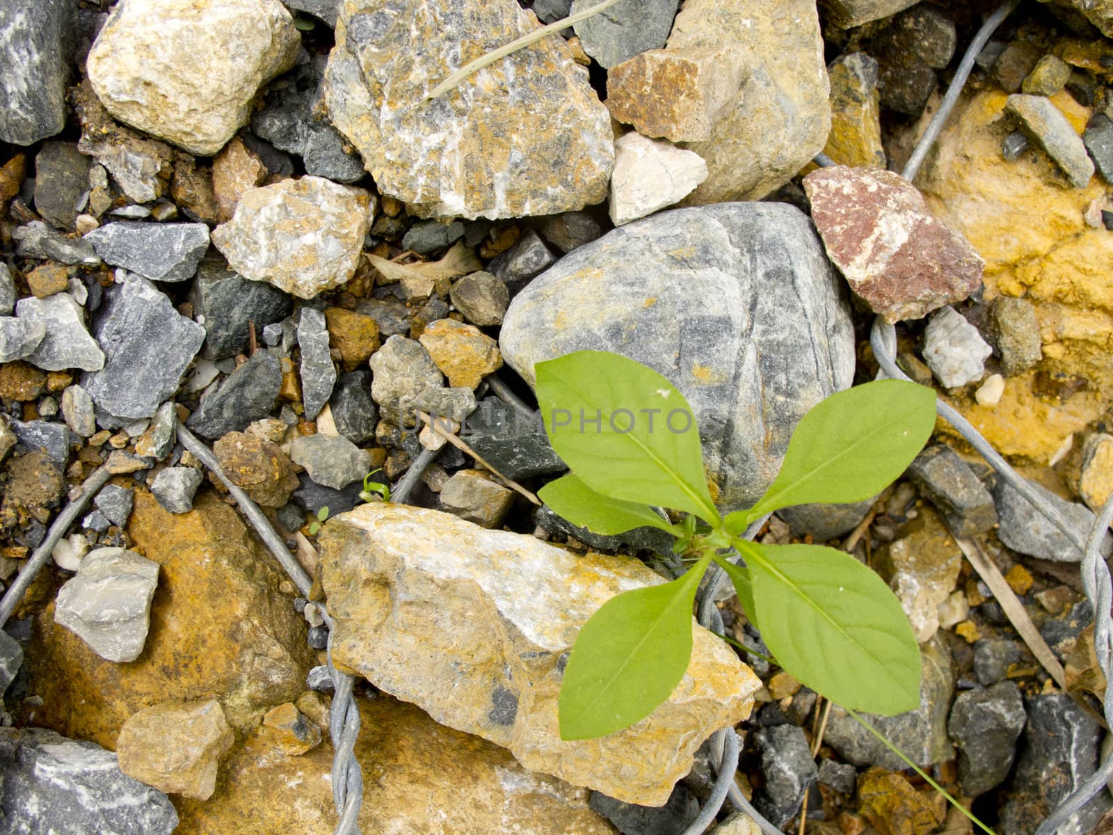 Small green plant grow on rock ground