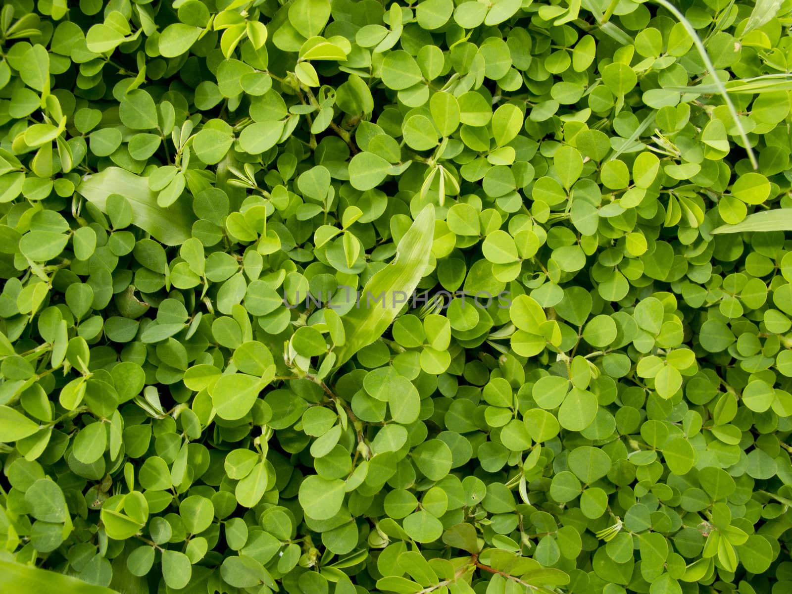 Pattern of Wood sorrel or Oxalis acetosella L. field