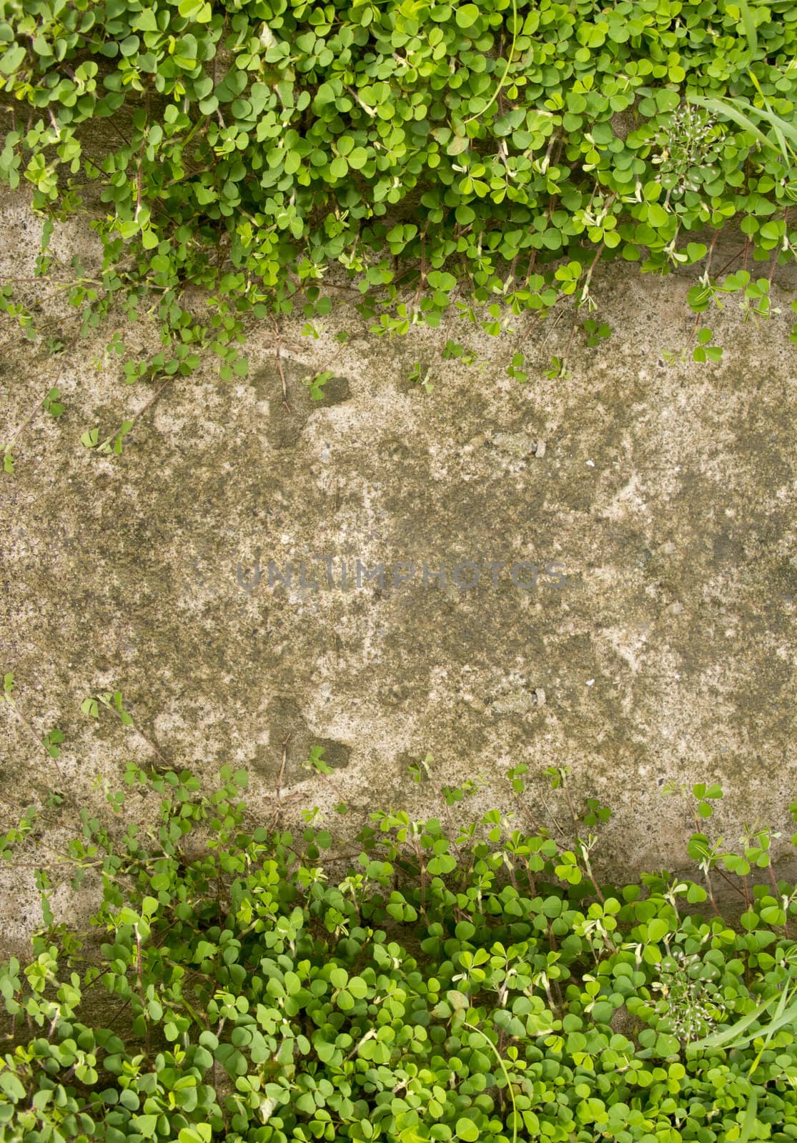 Wood sorrel on concrete floor with space as frame on top and bottom