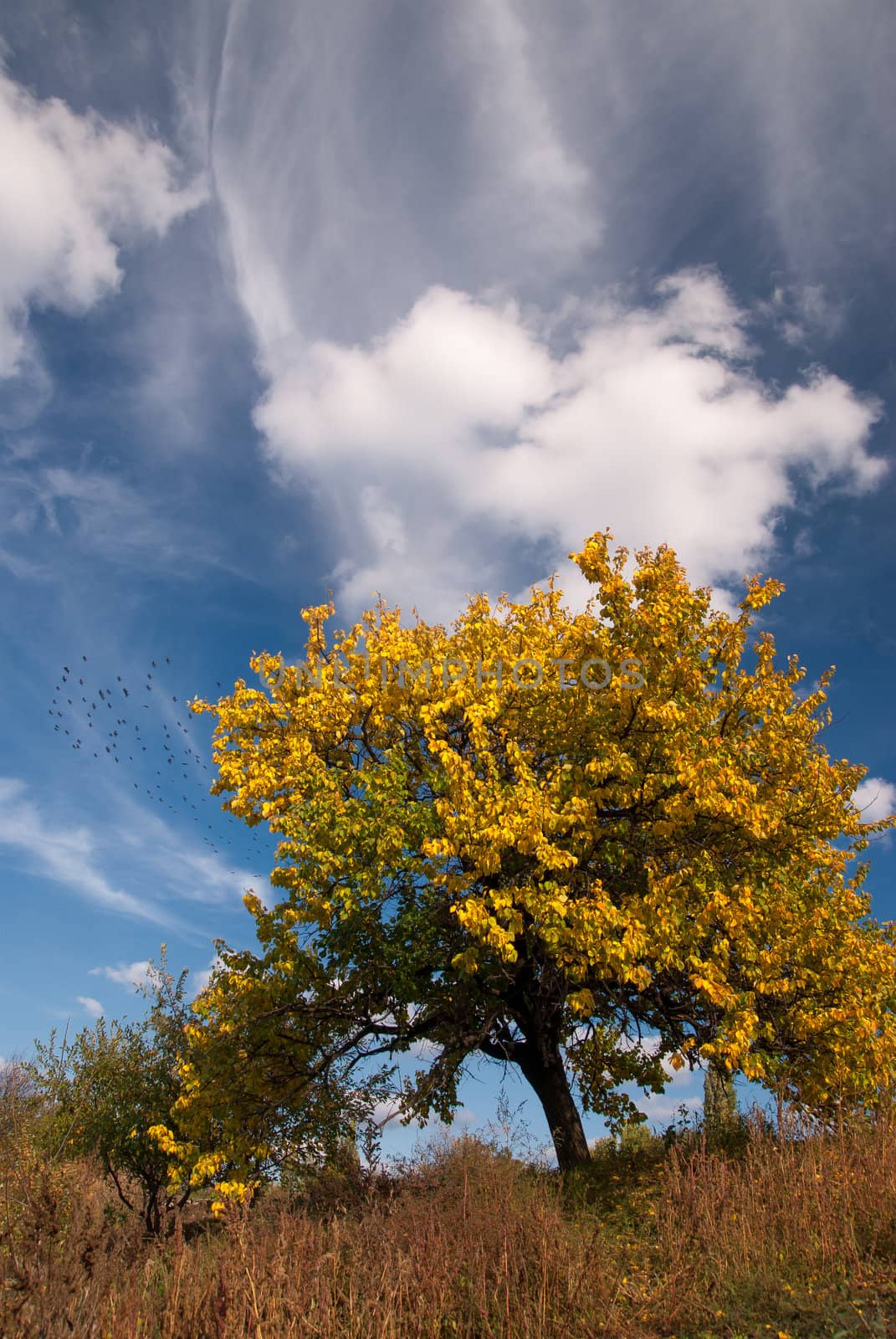 Lonely autumn tree with yellow leaves on blue sky background