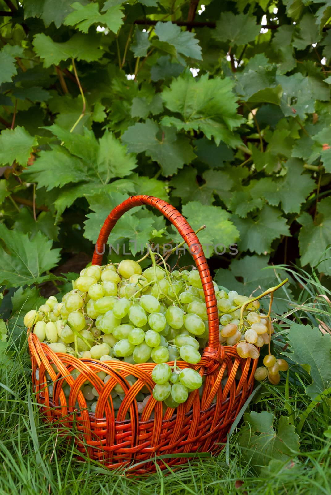 Ripe green grapes in wicker basket on grass in garden, grapevine background, outdoor