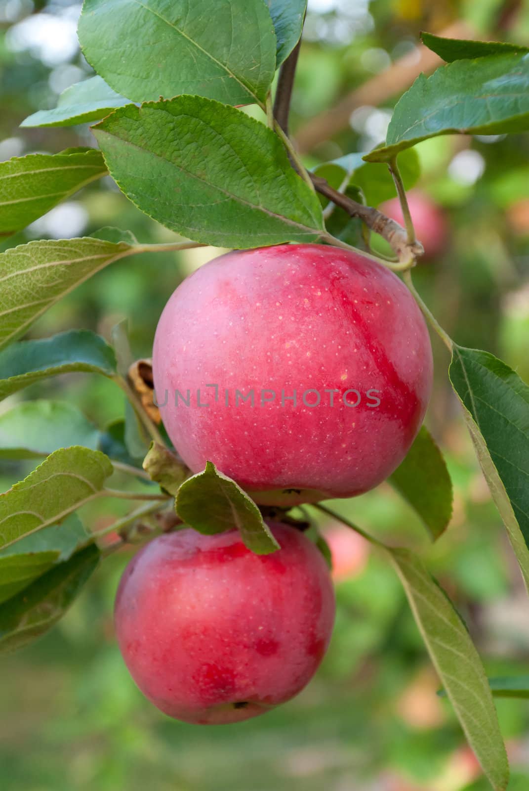 Two colorful red apples on a branch ready to be harvested, autumn outdoors