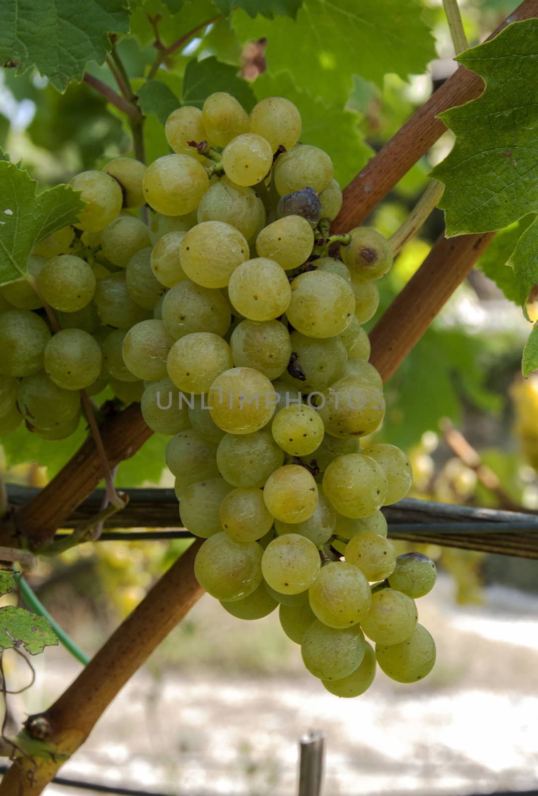 white grapes for wine production in Italy