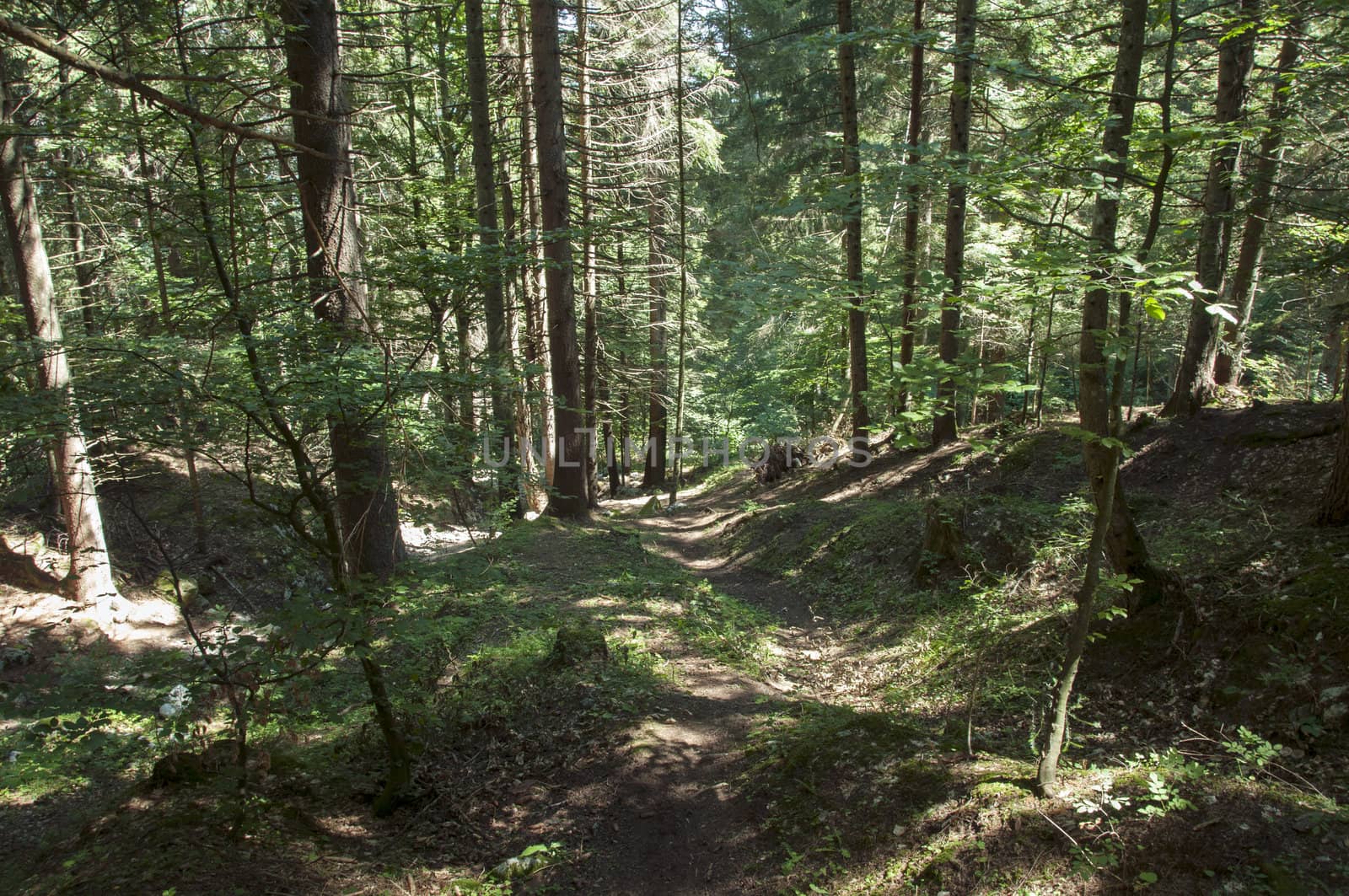 deep in the forest from north Italy