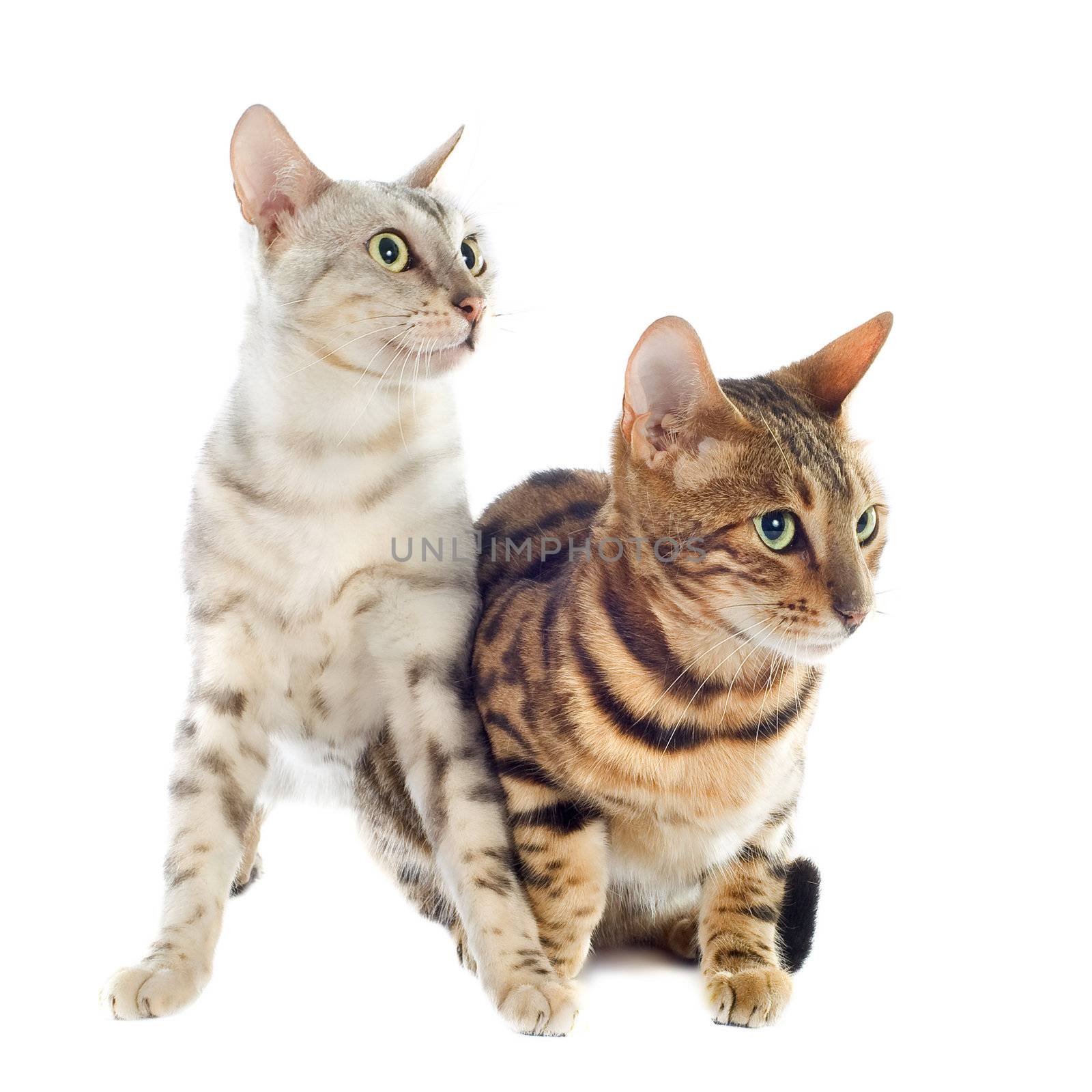 portrait of a purebred  bengal cats on a white background