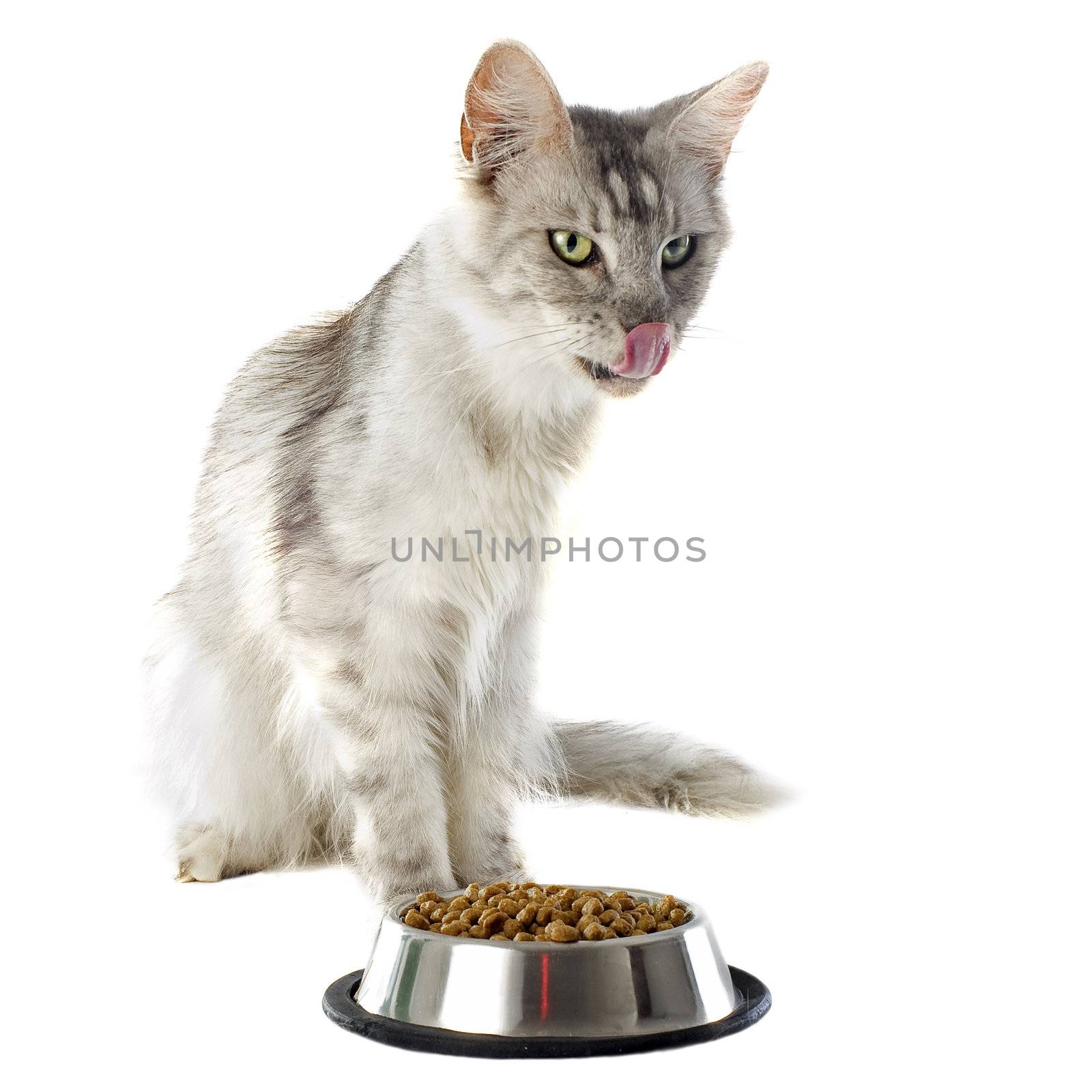 portrait of a purebred  maine coon cat and cat food on a white background