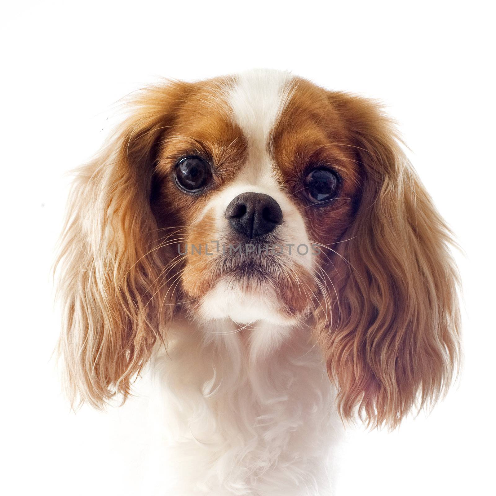 young blenheim cavalier king charles in front of white background