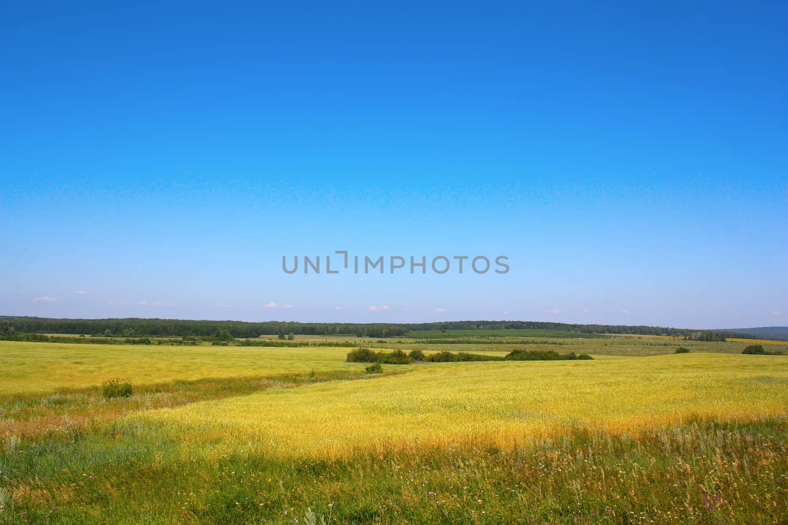 Village summer landscape with blue sky