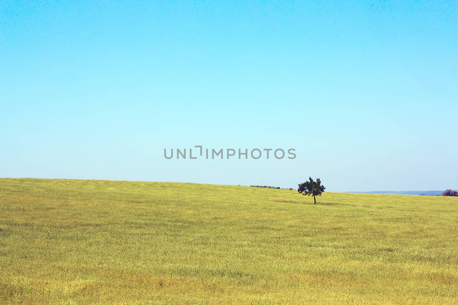 Lonely tree on the field. Summer landscape.