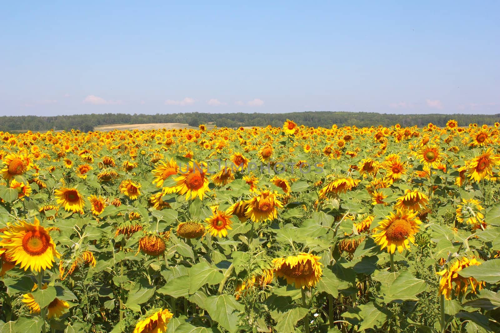 Summer sunflowers field under the hills by sergpet