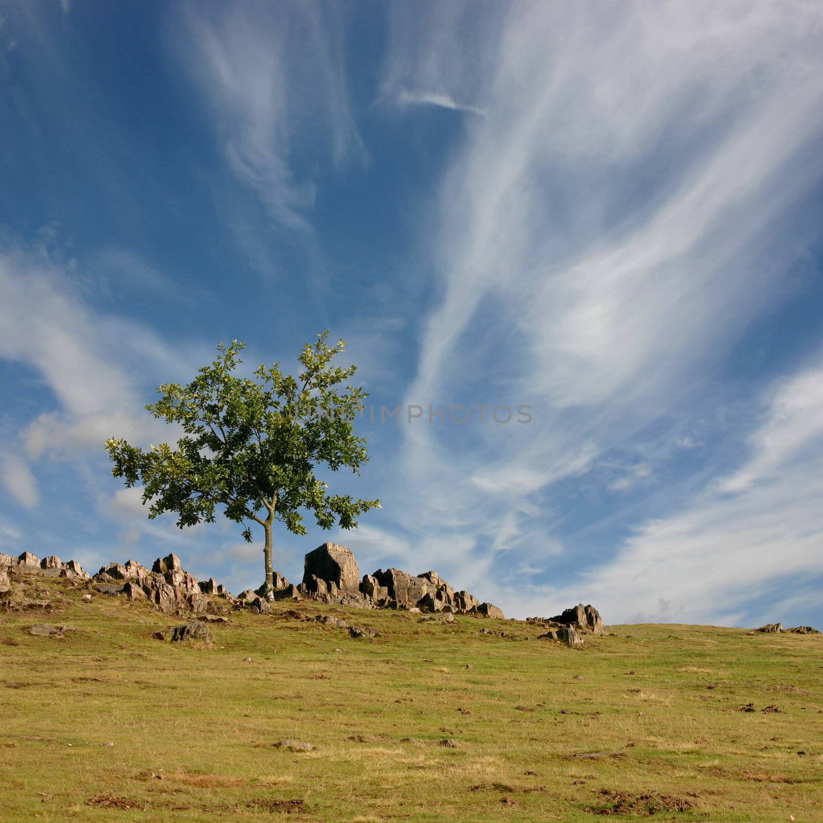 A Single Tree Standing Alone on Rocky Hillside with Blue Sky