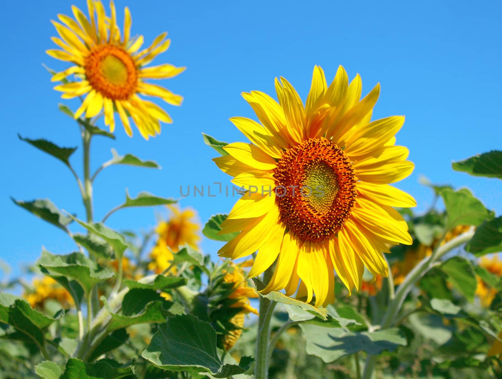 Blossom sunflower over blue sky by sergpet