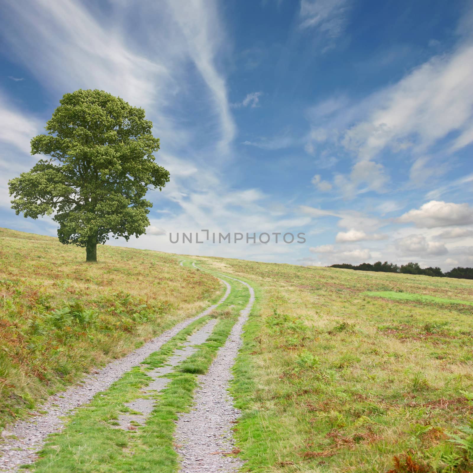 A Country Path with Tree
