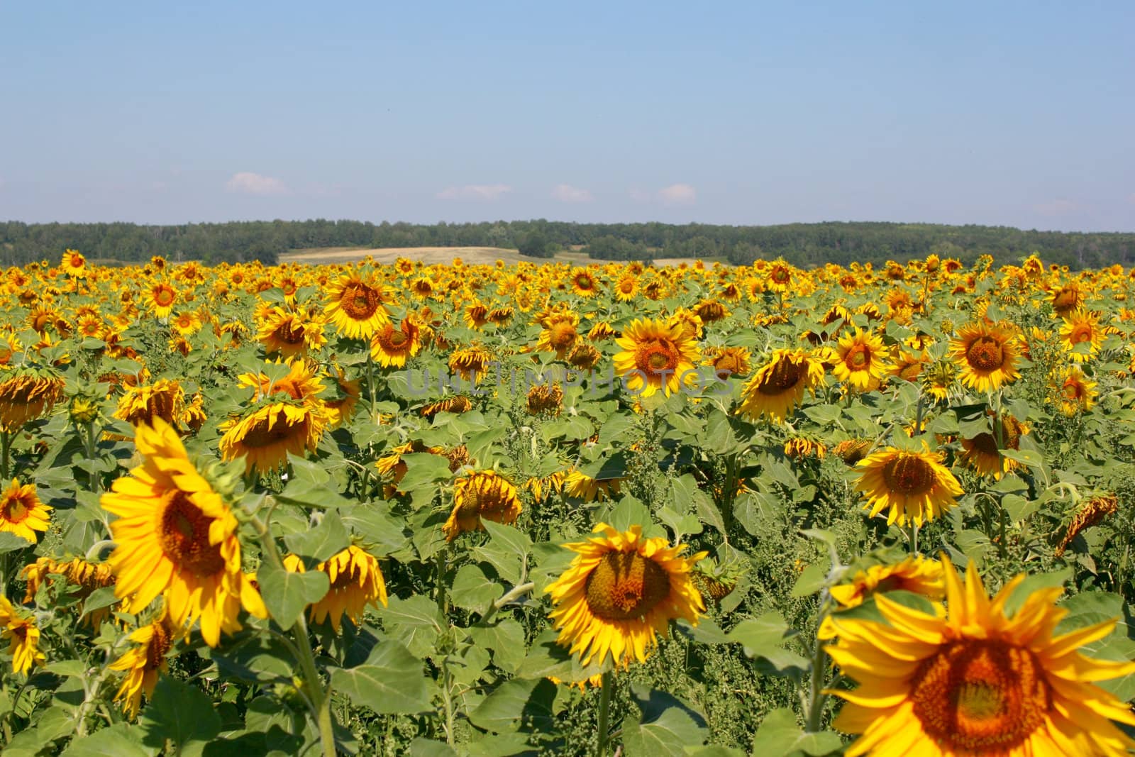 Sunflowers field under the hills by sergpet