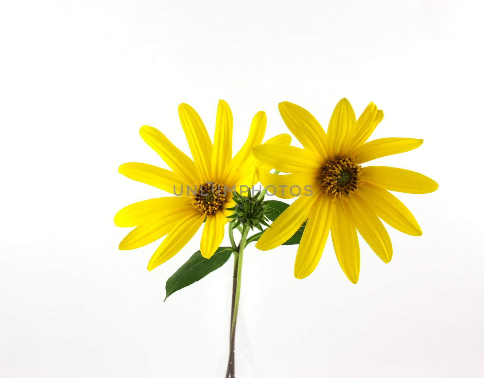 Yellow flowers over white