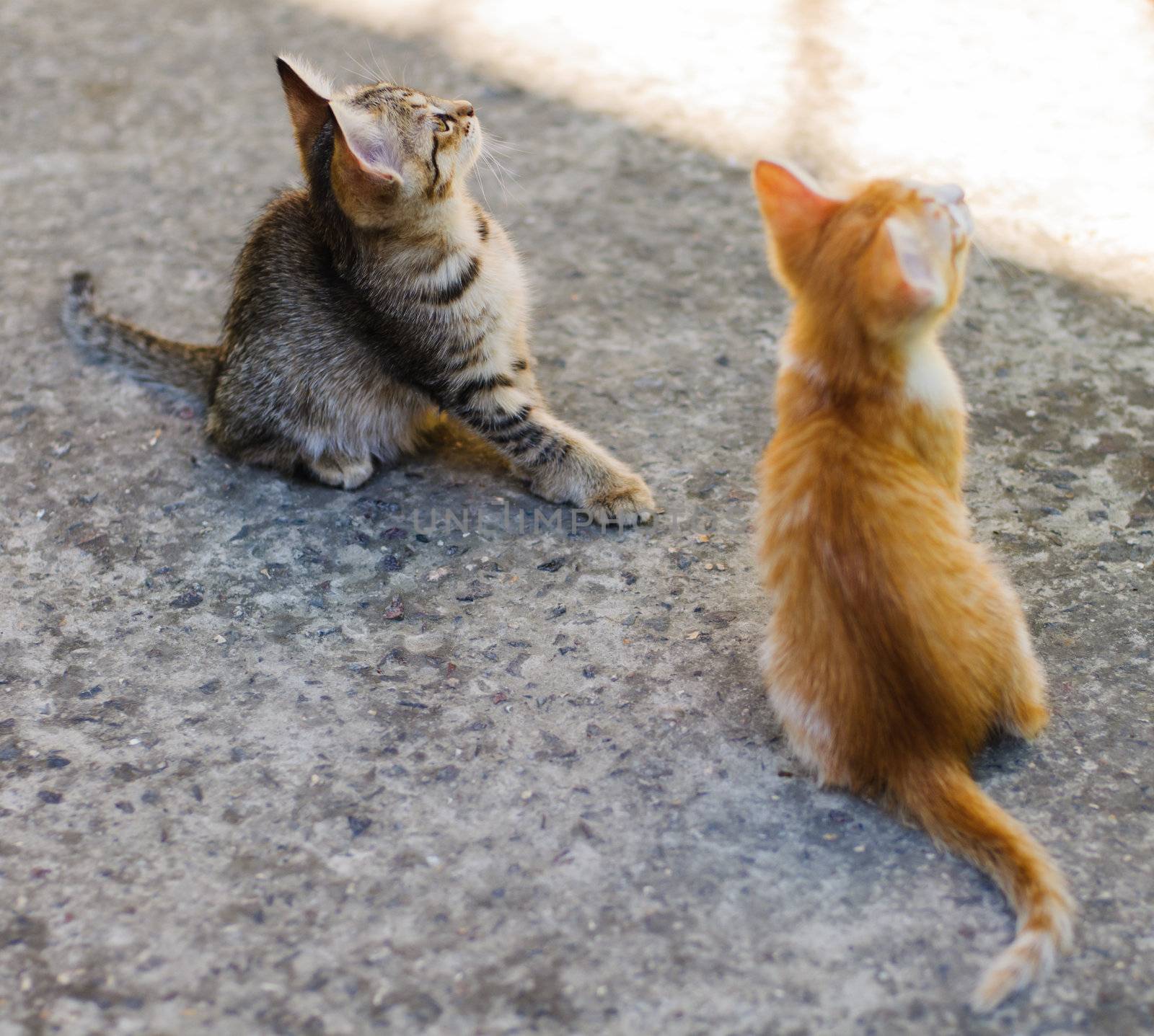 Two kittens playing in the garden close up