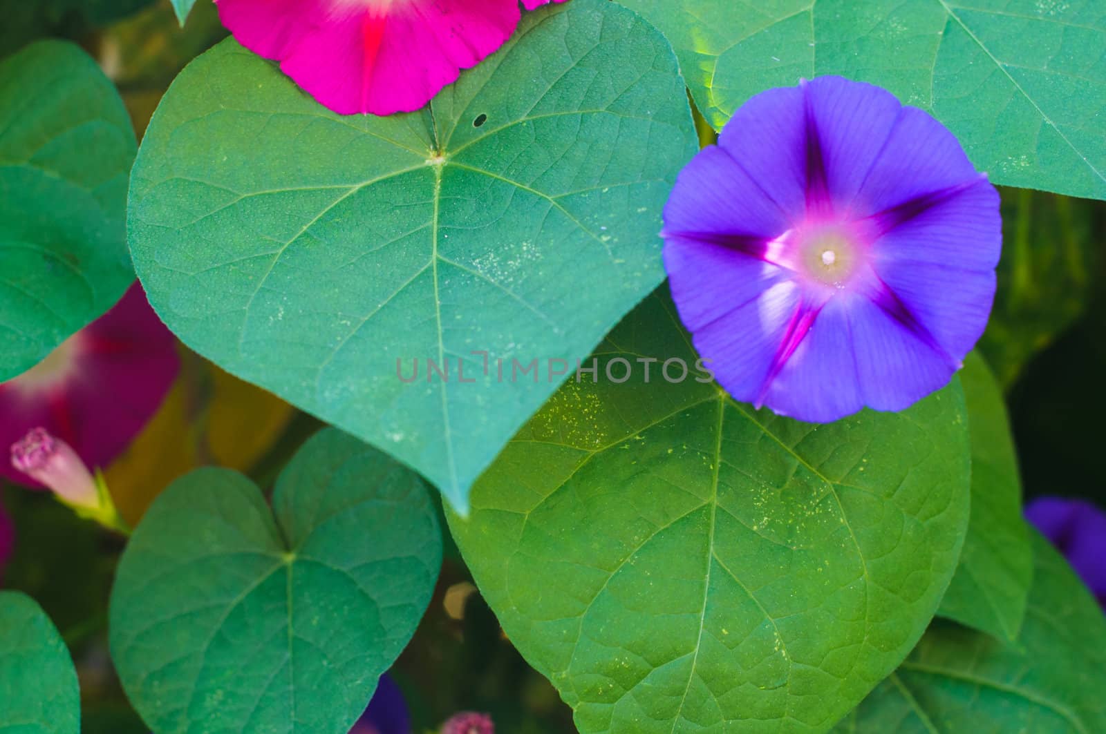 Beautiful violet and pink flowers of bindweed