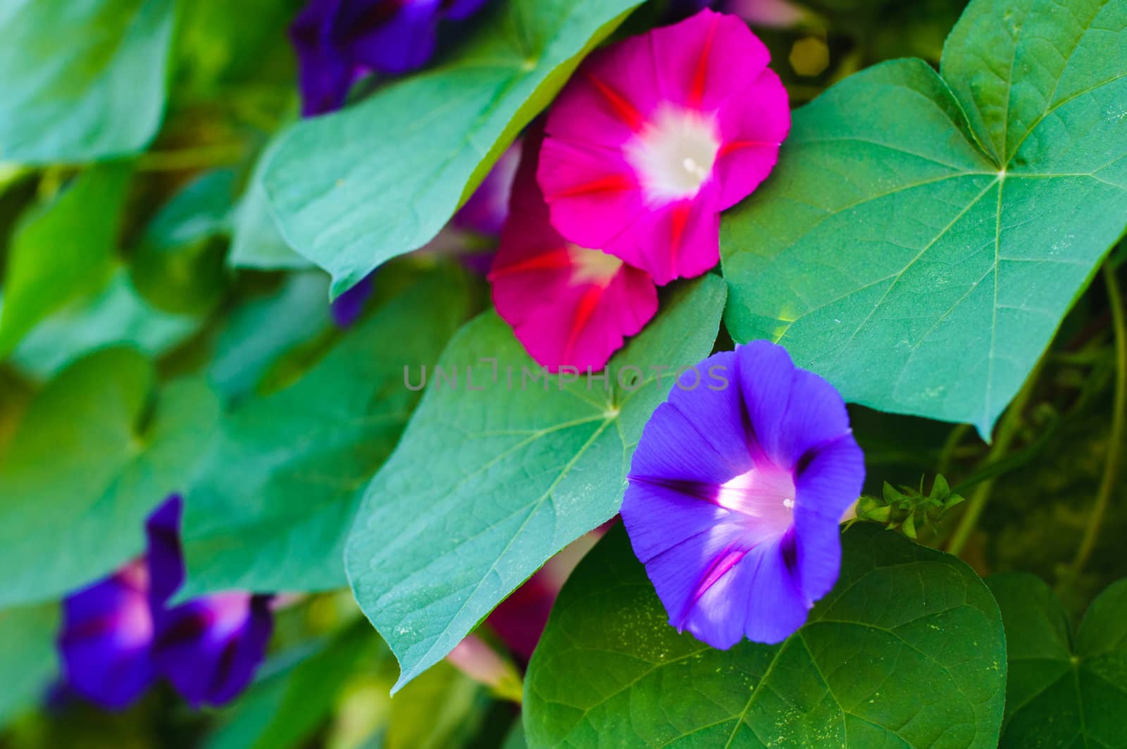 Beautiful violet and pink flowers of bindweed