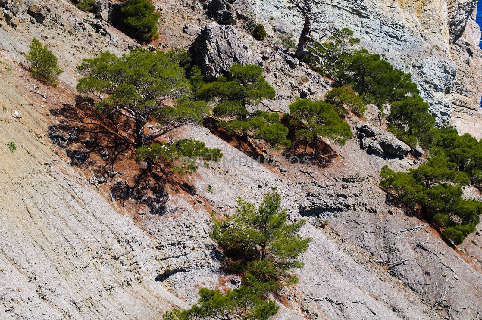 Pine tree on the rock in Crimea, Ukraine