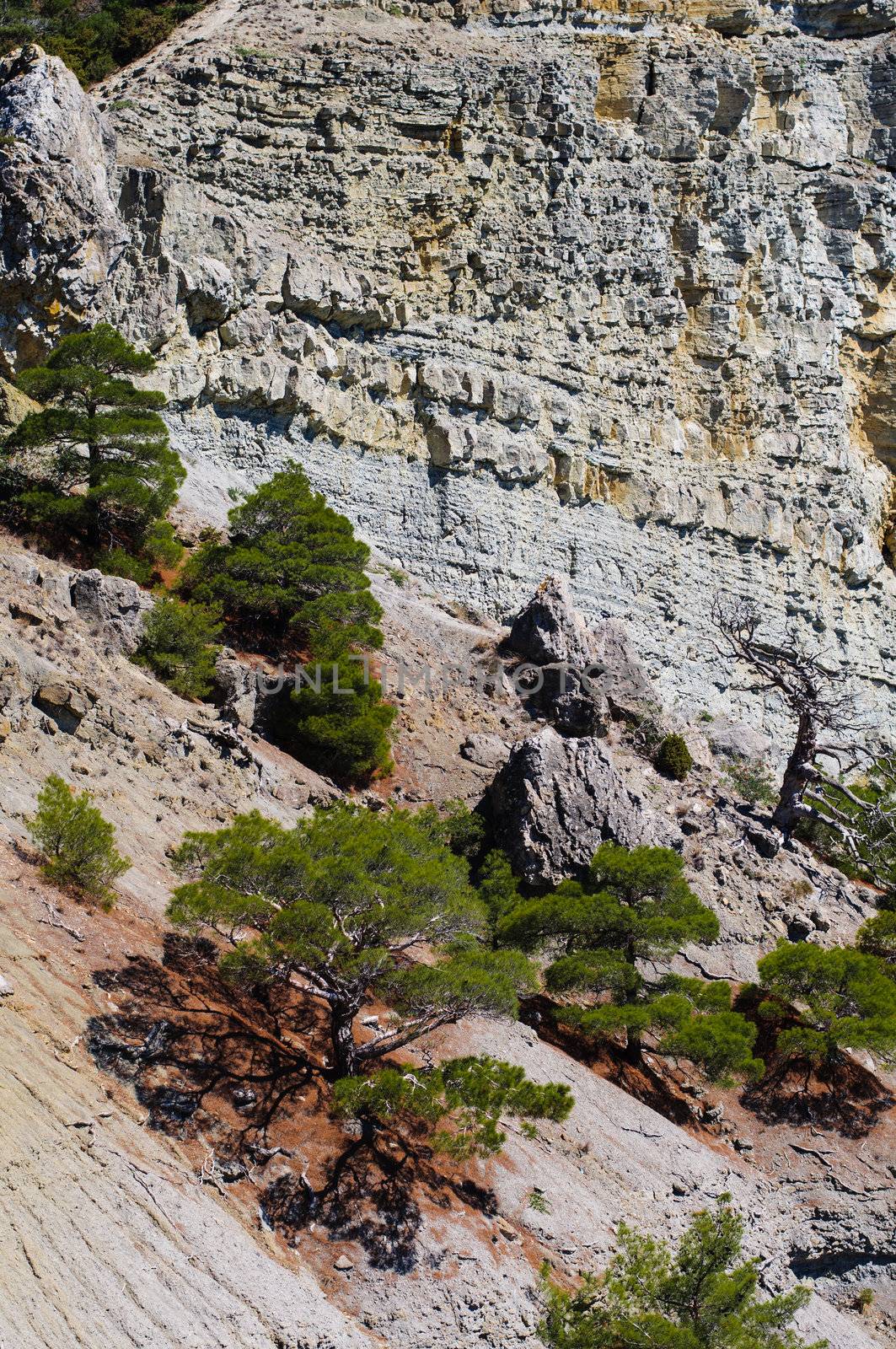 Pine tree on the rock in Crimea, Ukraine