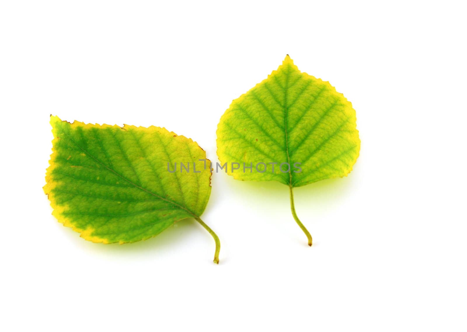 Two autumn leaves of birch over white