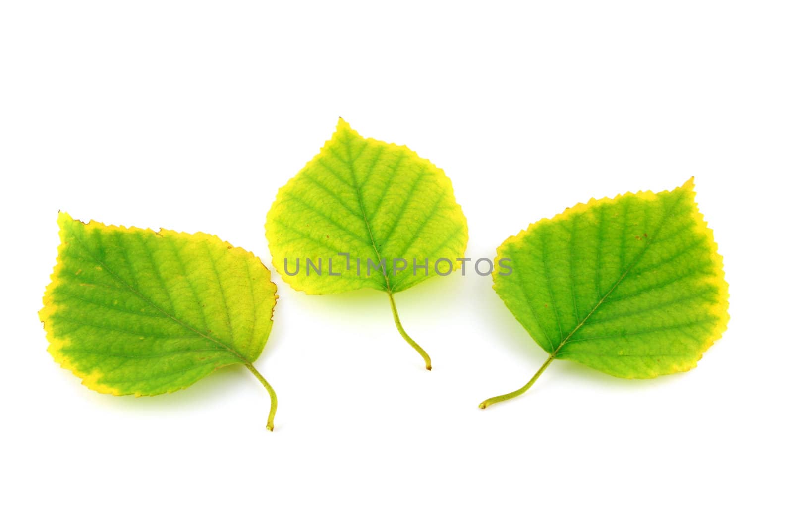 Autumn leaves of birch