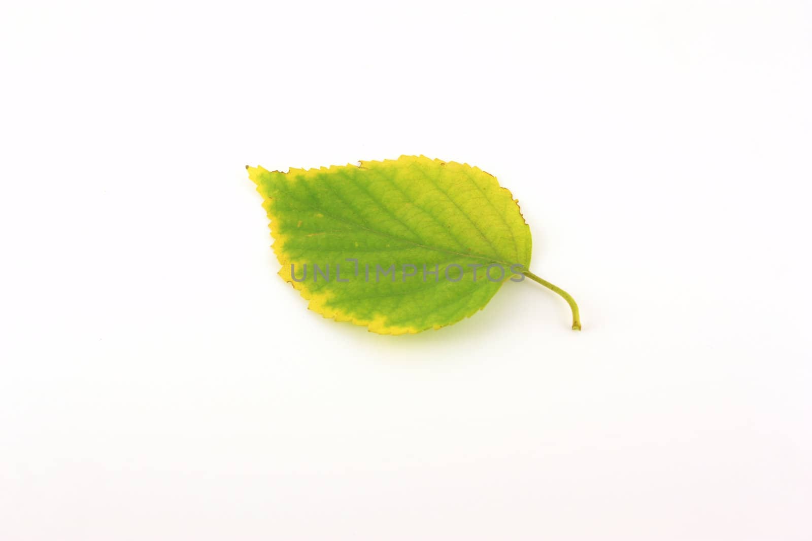 Autumn single leaf of birch by sergpet