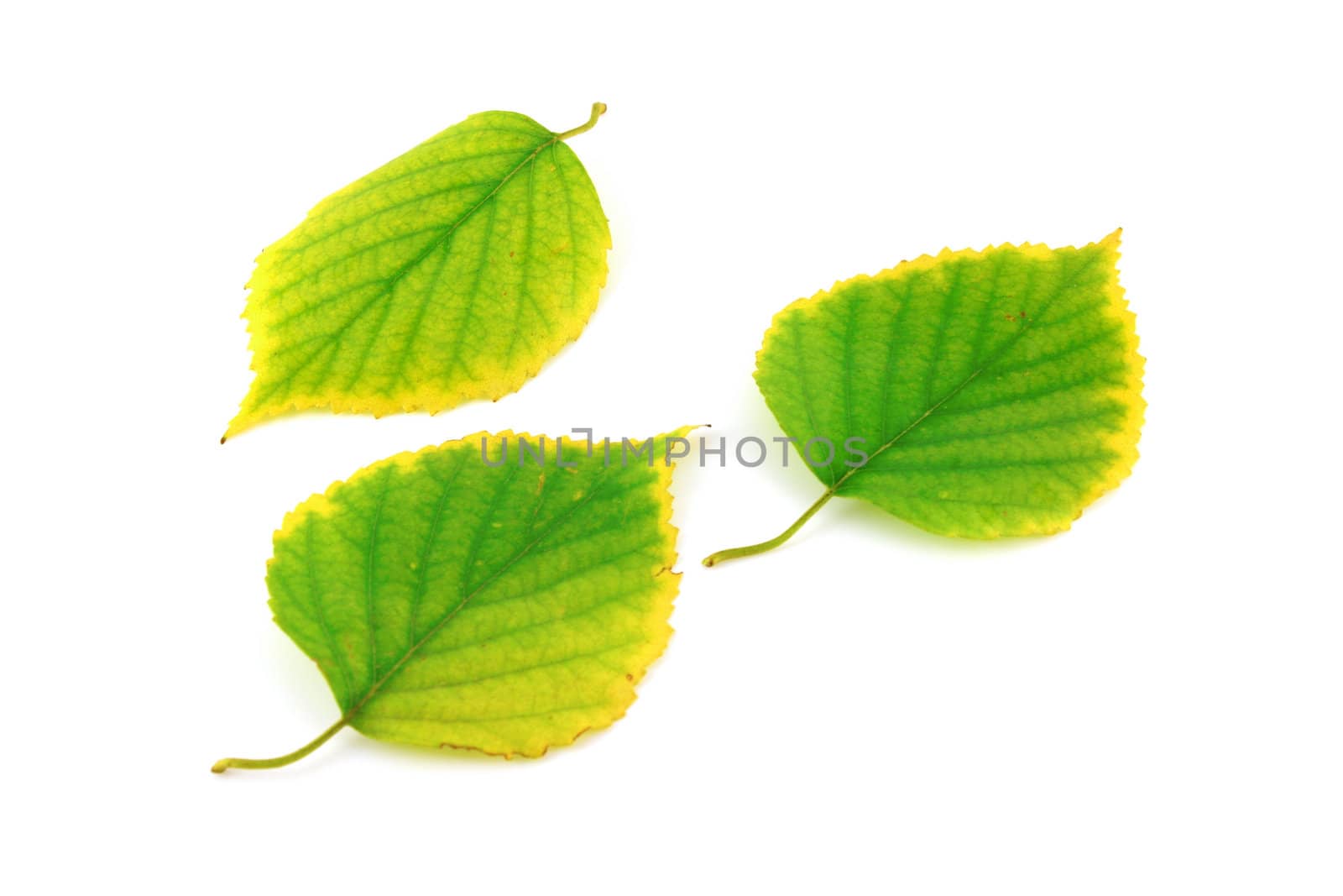 Autumn leaves of birch over white