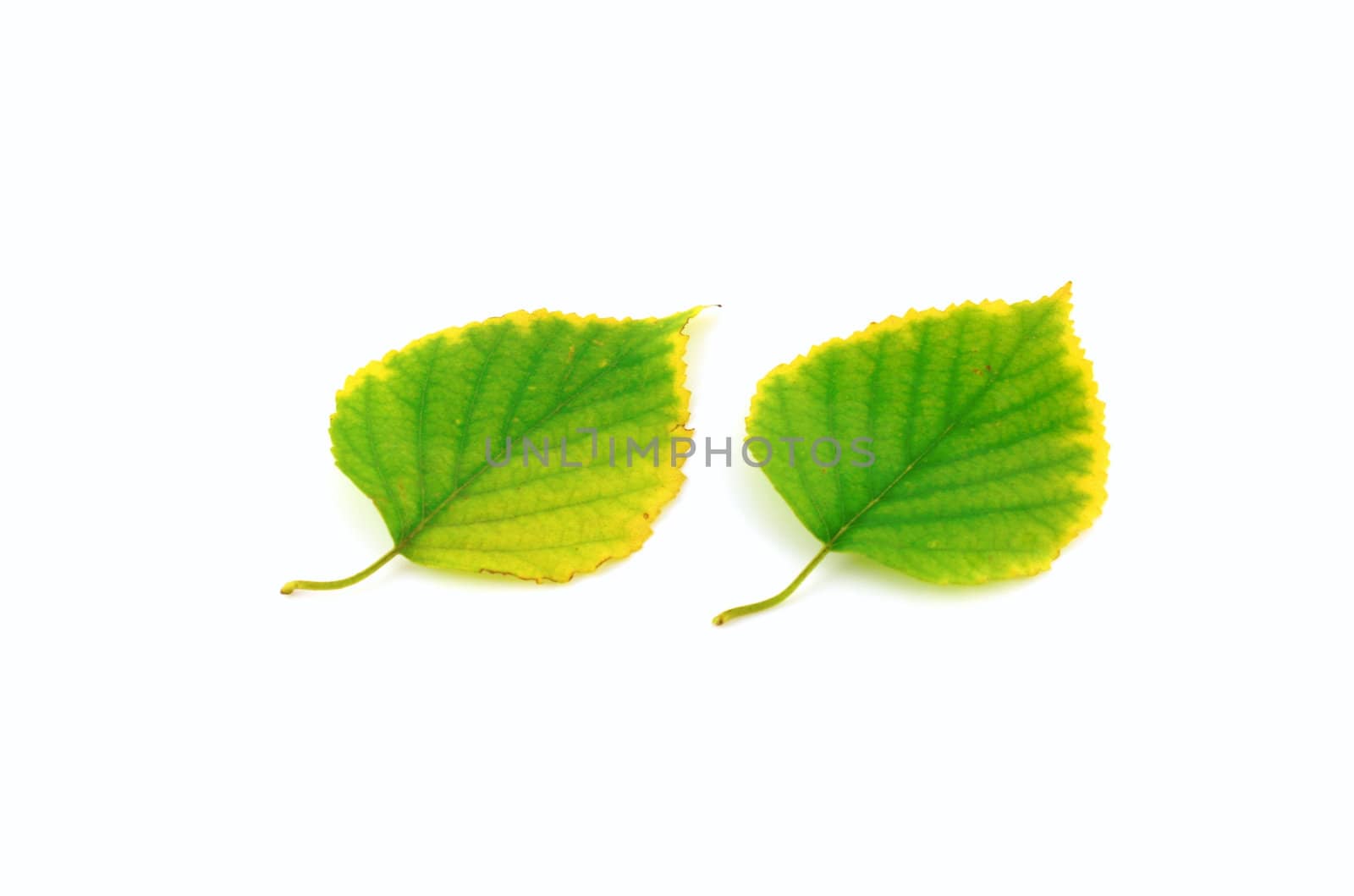 Autumn leaves of birch on white background