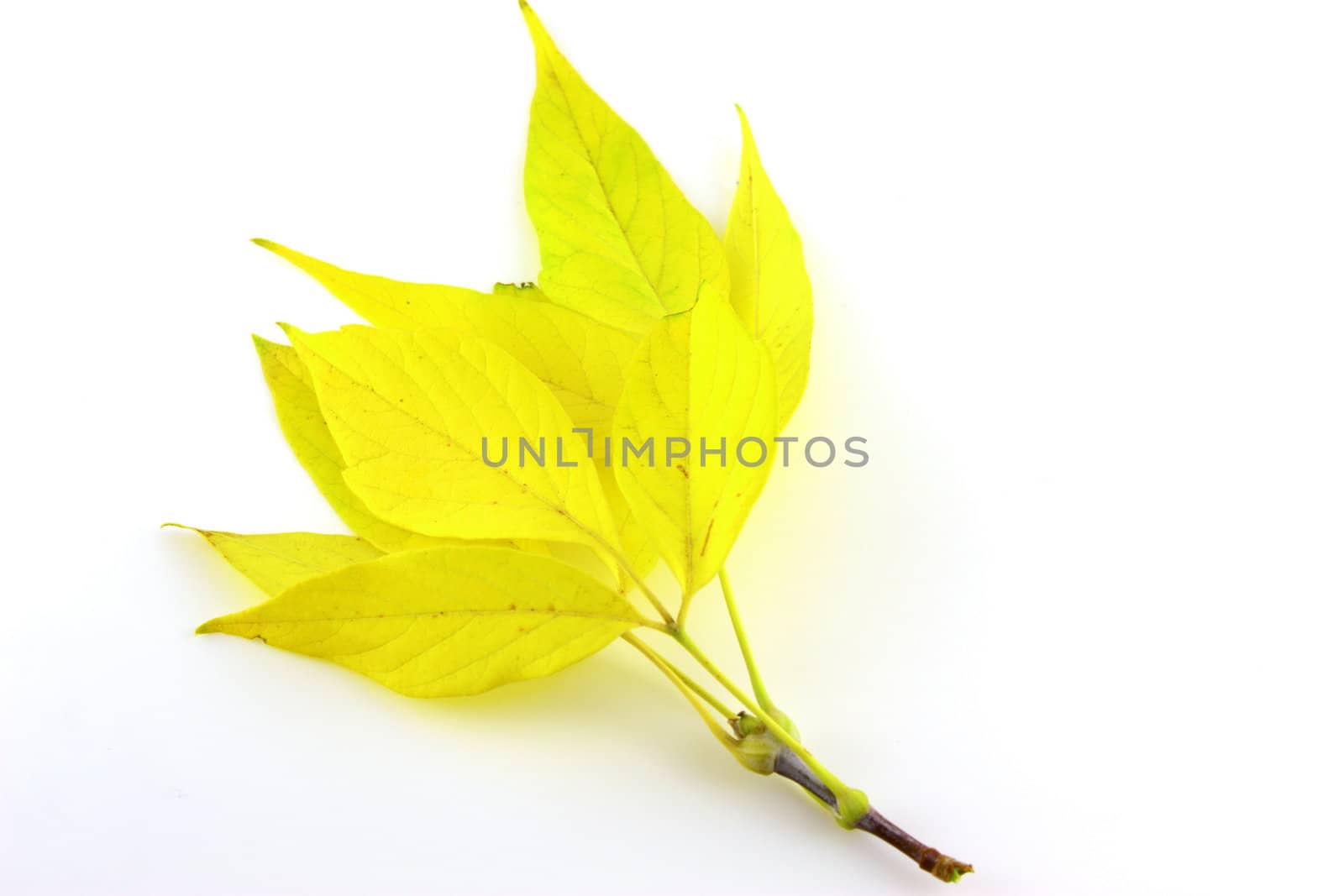 Twig with autumn leaves by sergpet