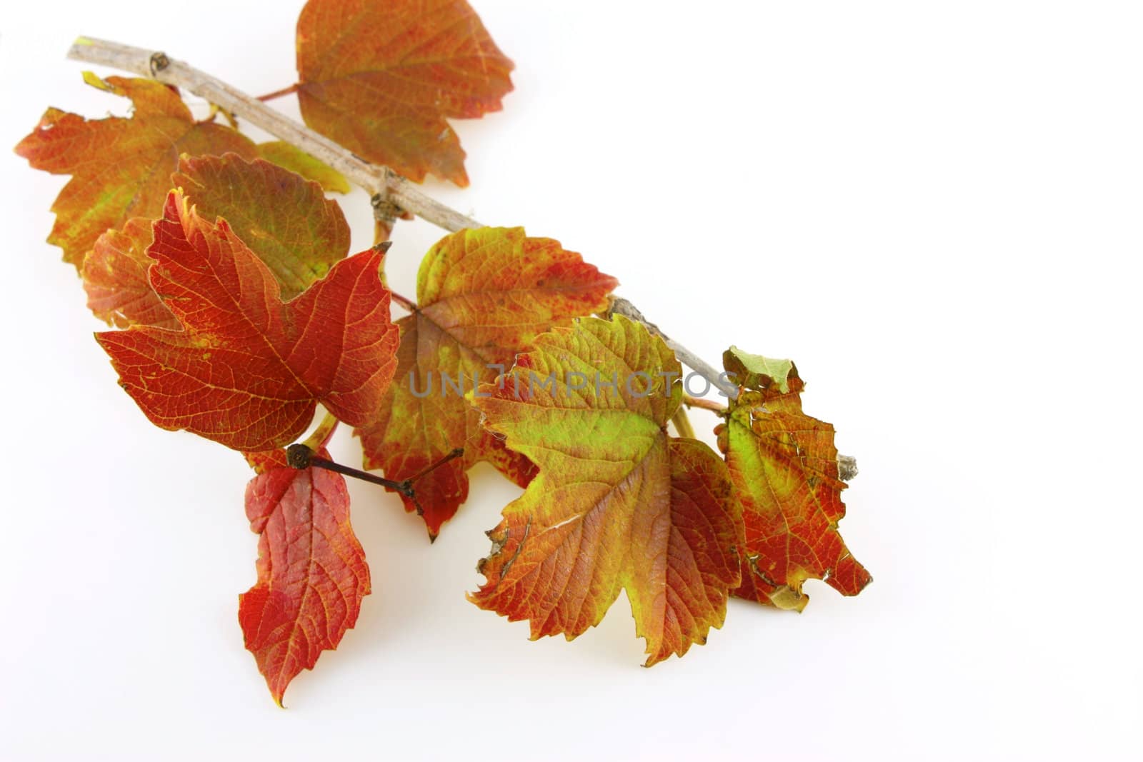 Twig with autumn leaves