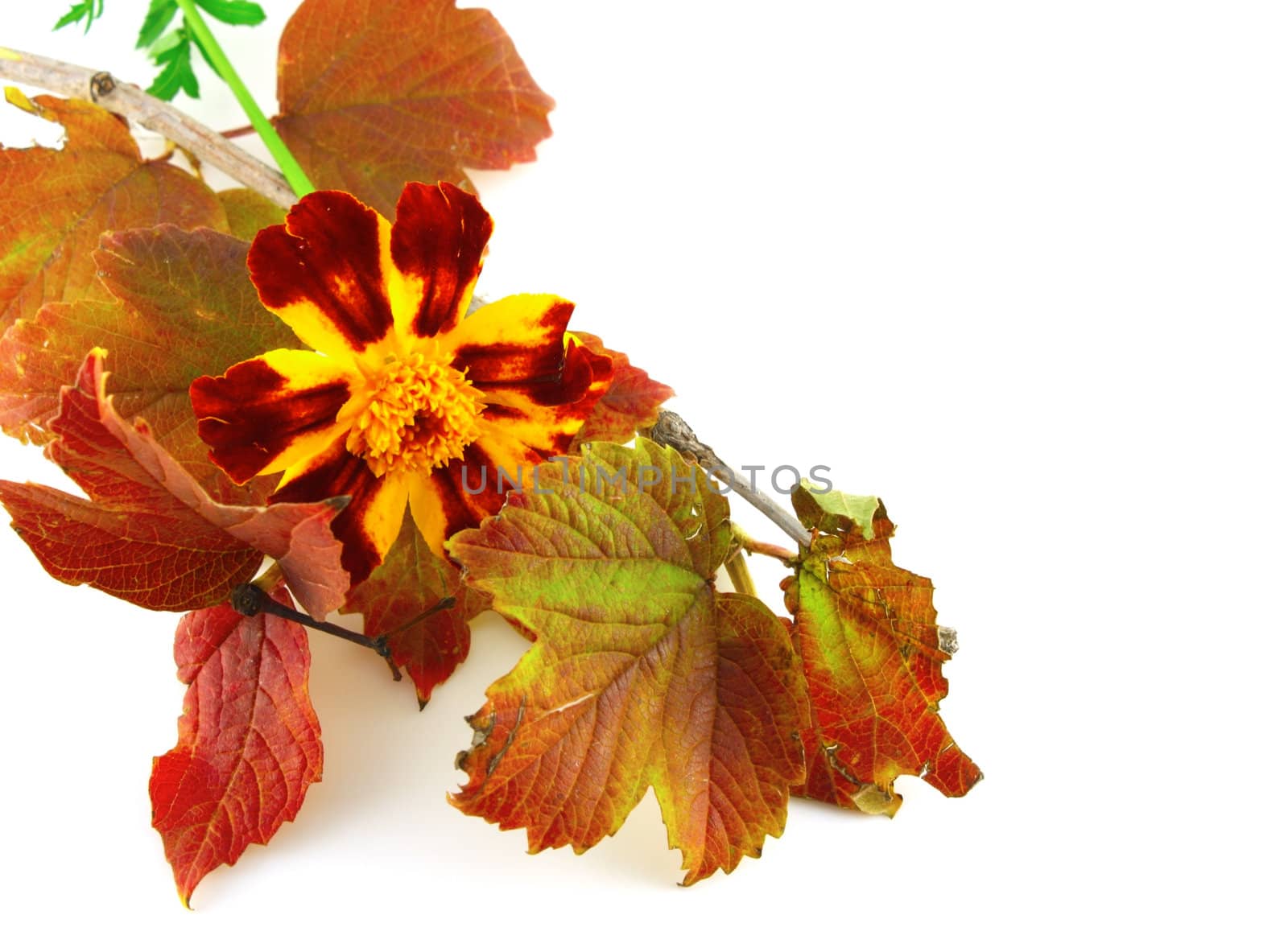 Twig with autumn leaves and beautiful flower