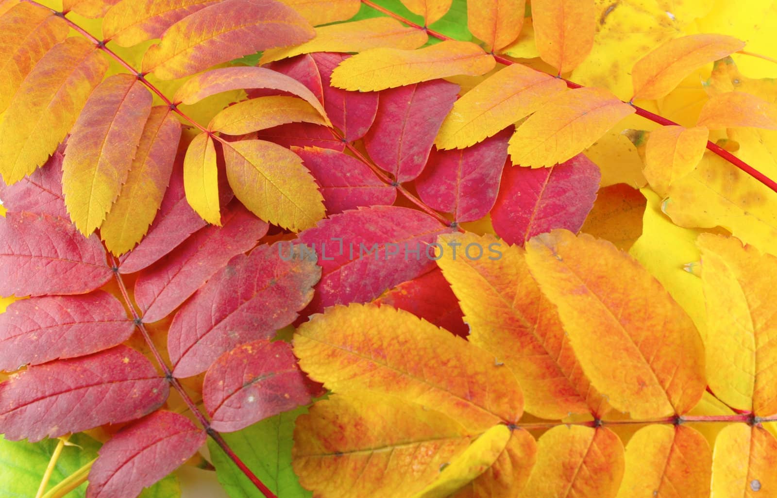 Abstract background with color autumn leaves