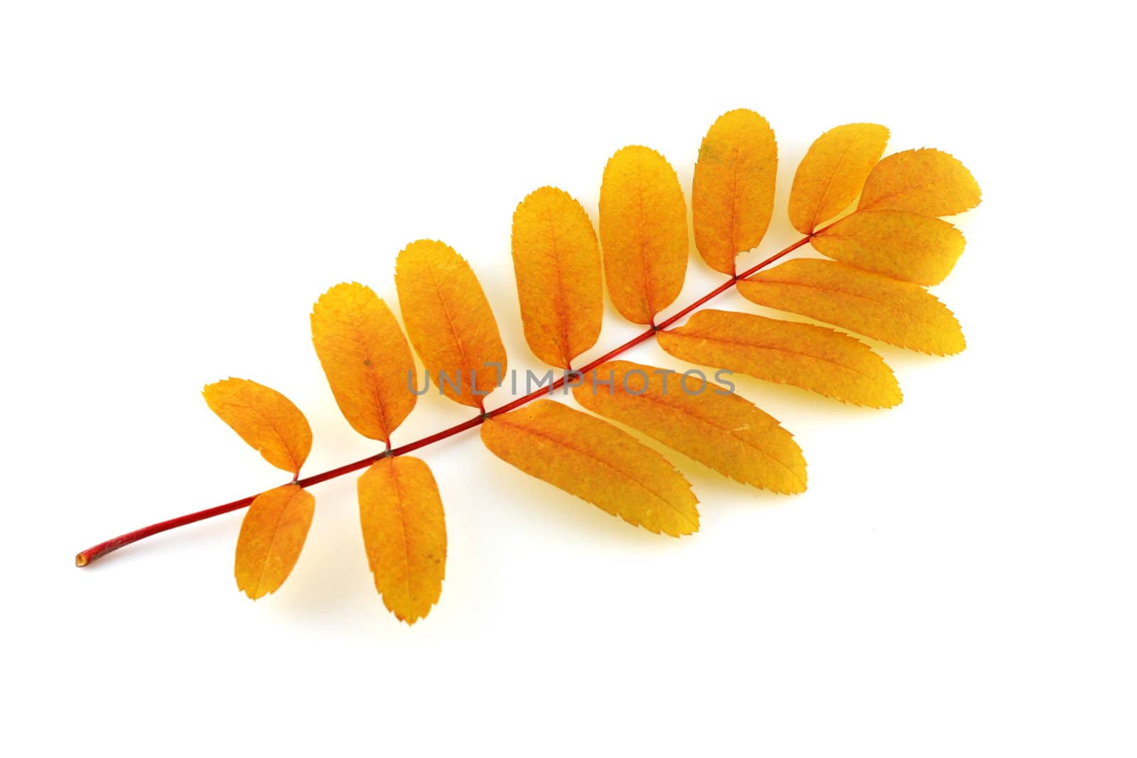 Twig with color autumn leaves over white