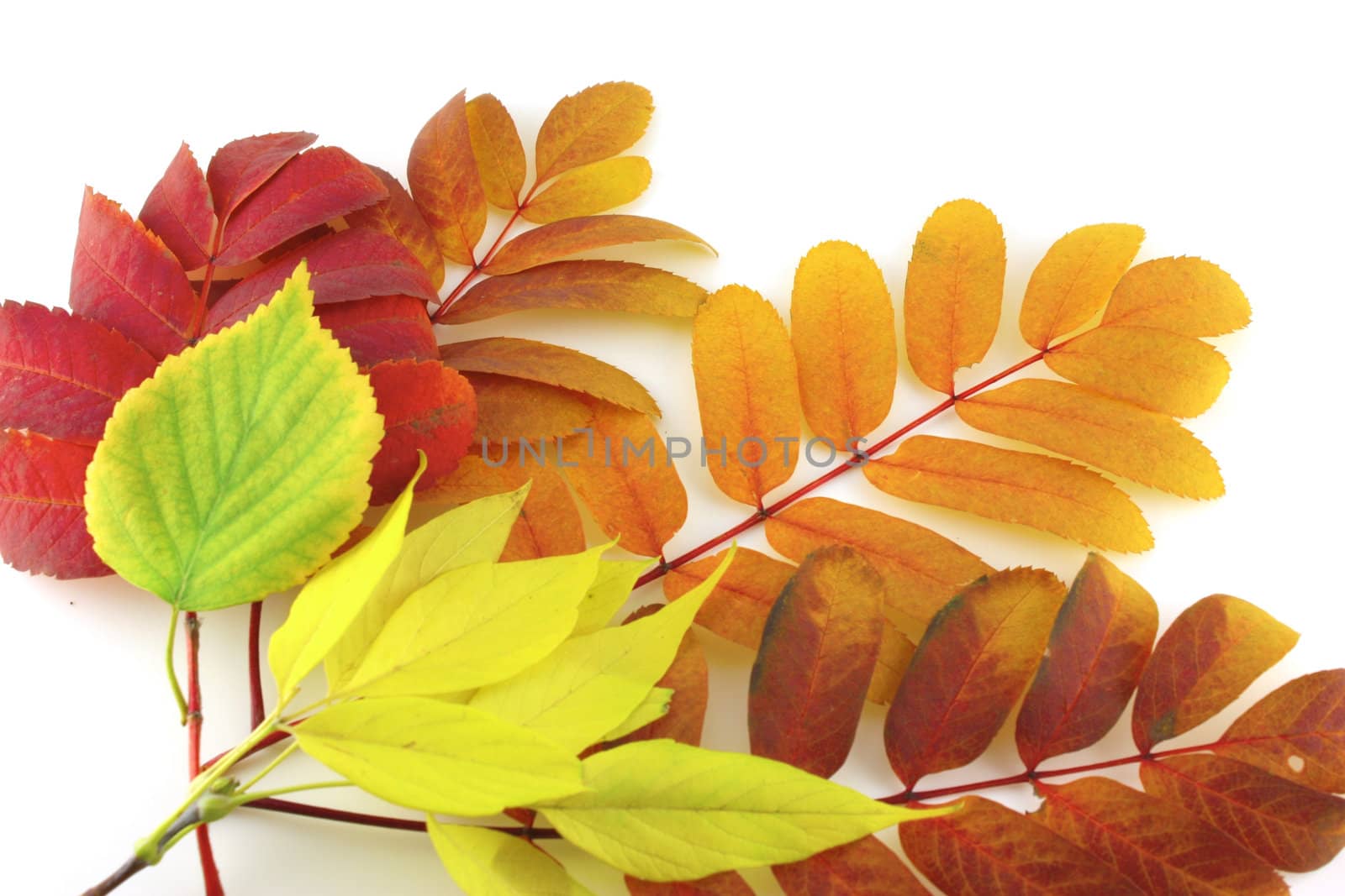 Abstract background with color autumn leaves by sergpet