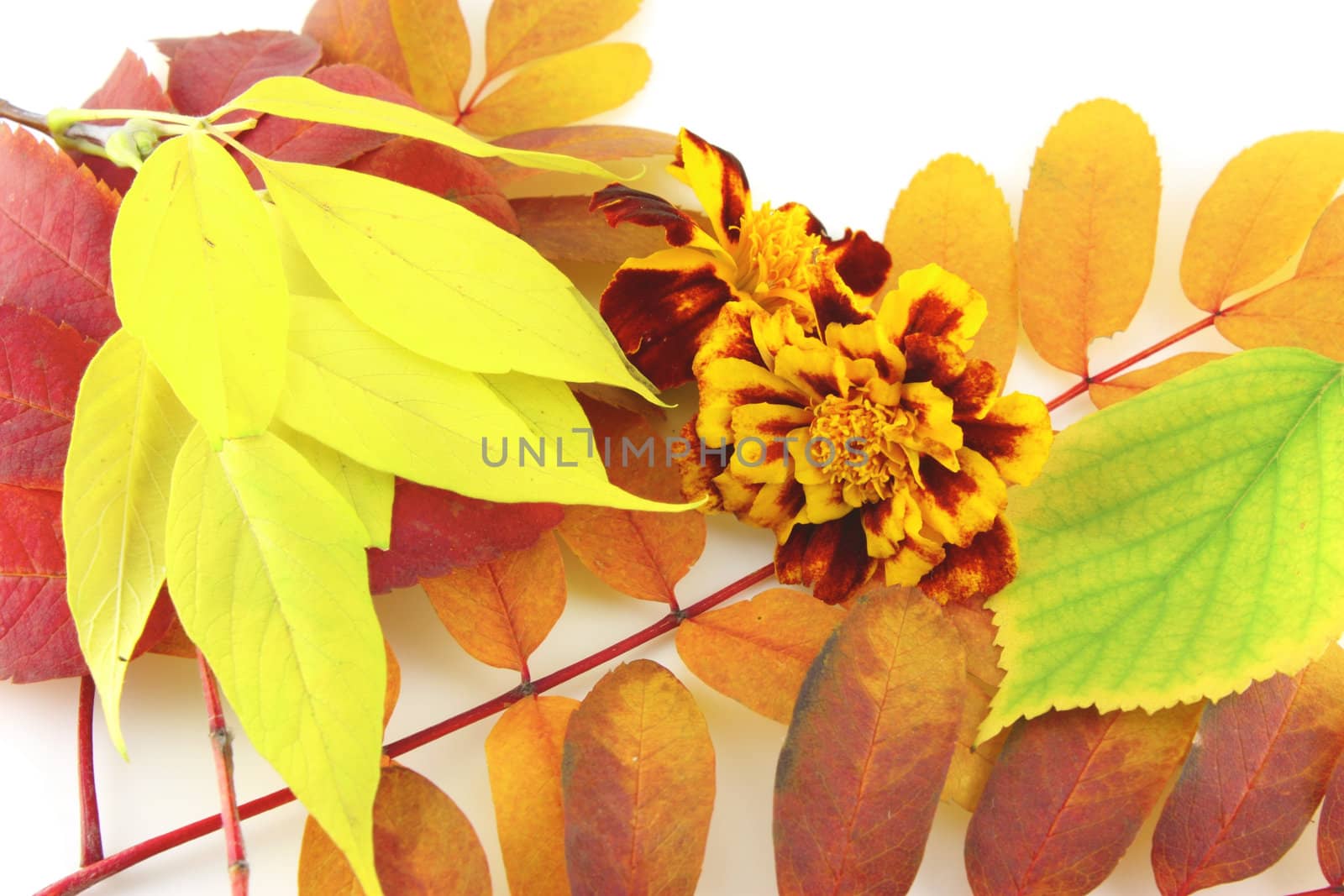 Abstract background with color autumn leaves and flower