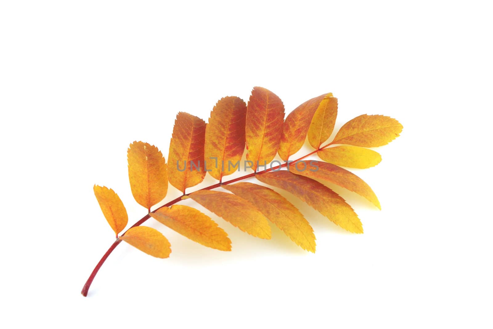 Twig of rowan-tree with color autumn leaves