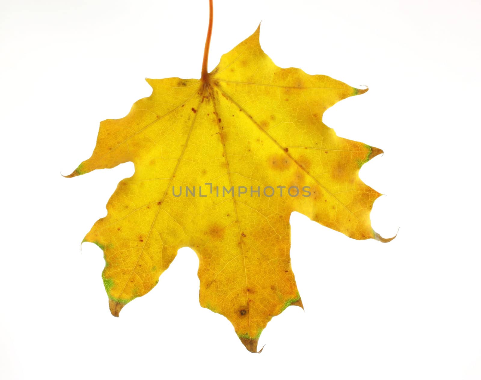 Autumn leaf of maple over white