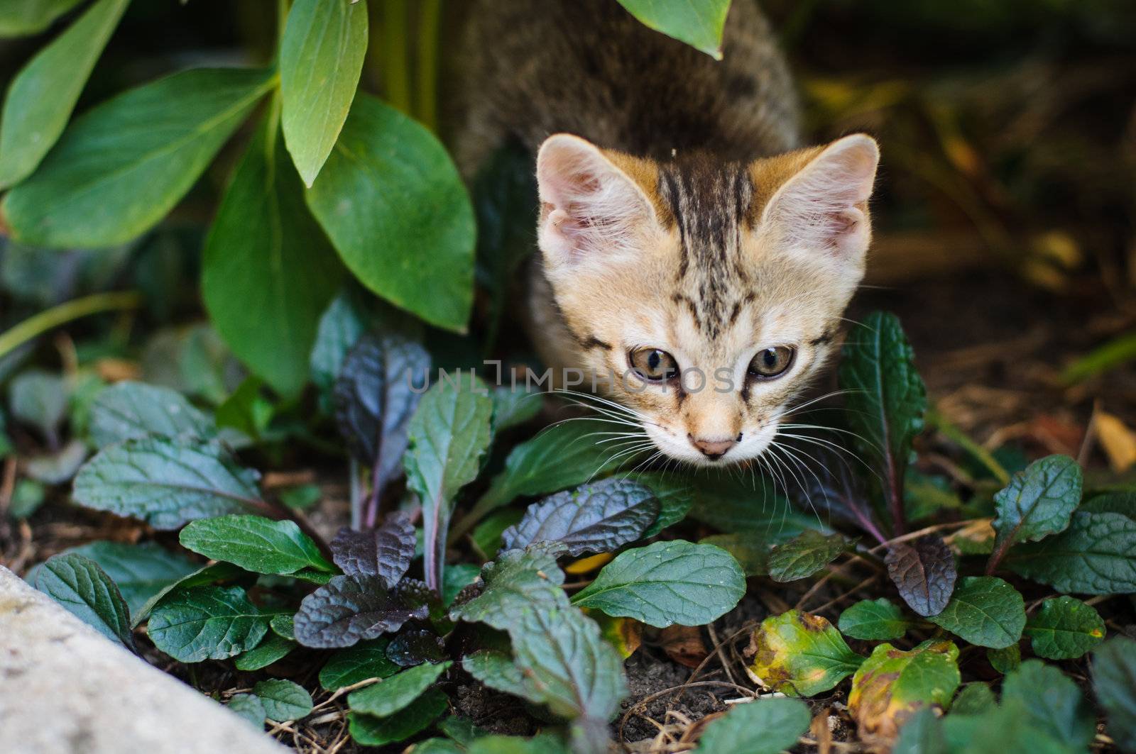 Little kitten playing in the garden close up