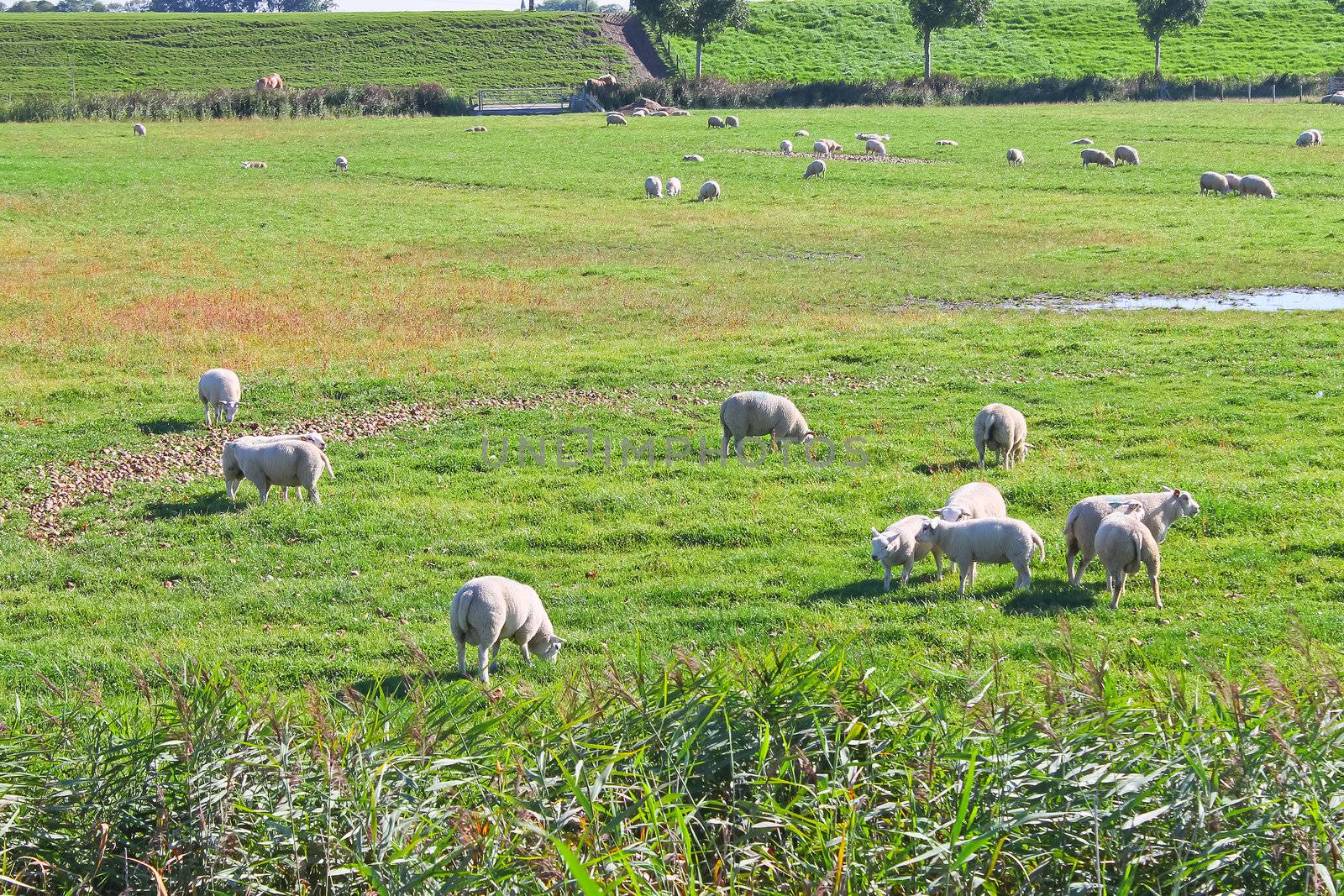 Sheep on summer pasture. Netherlands by NickNick