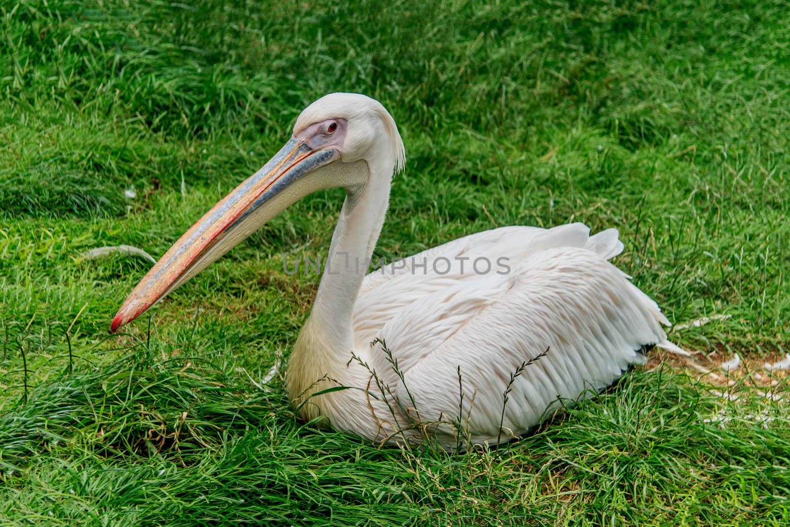 Close-up of resting on the grass white pelican.