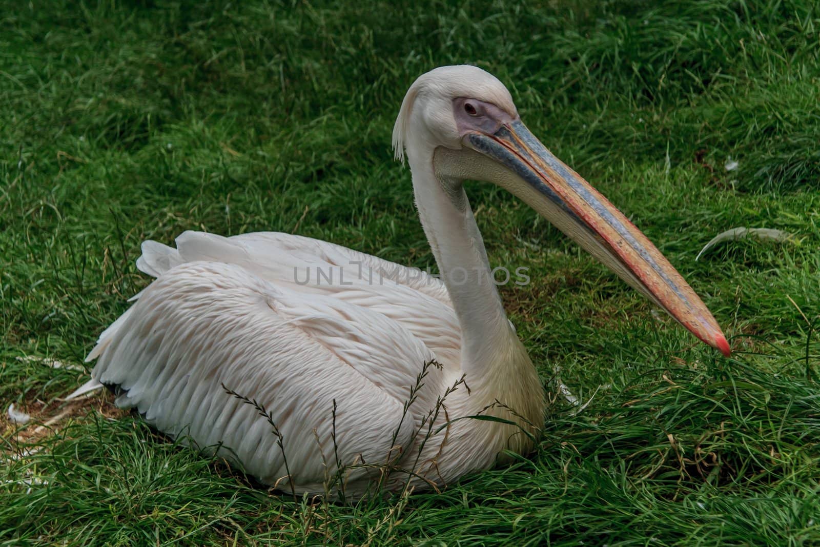 Close-up of resting on the grass white pelican.