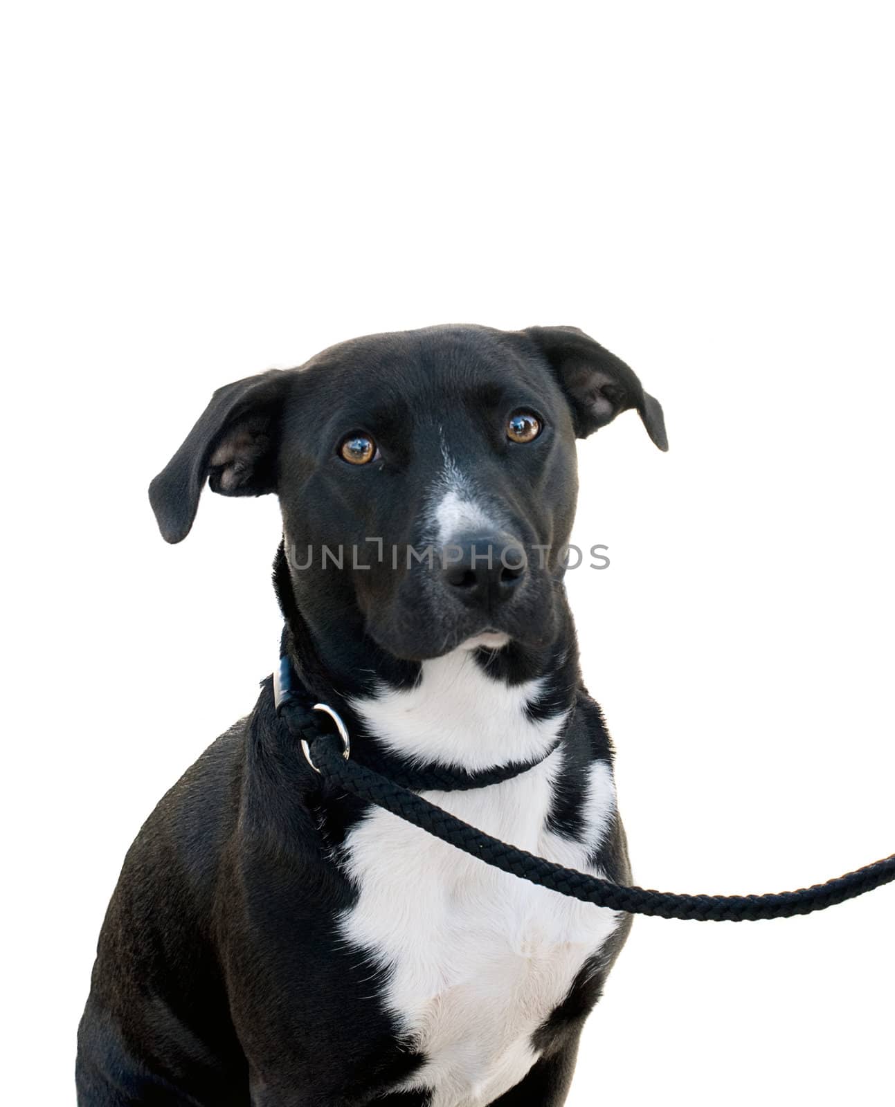 Crossbreed Dog on a lead over a white background