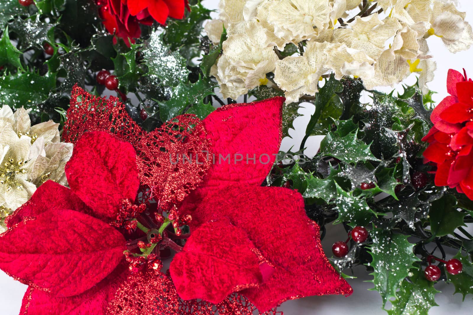 A close up of a vibrant red poinsettia and holly