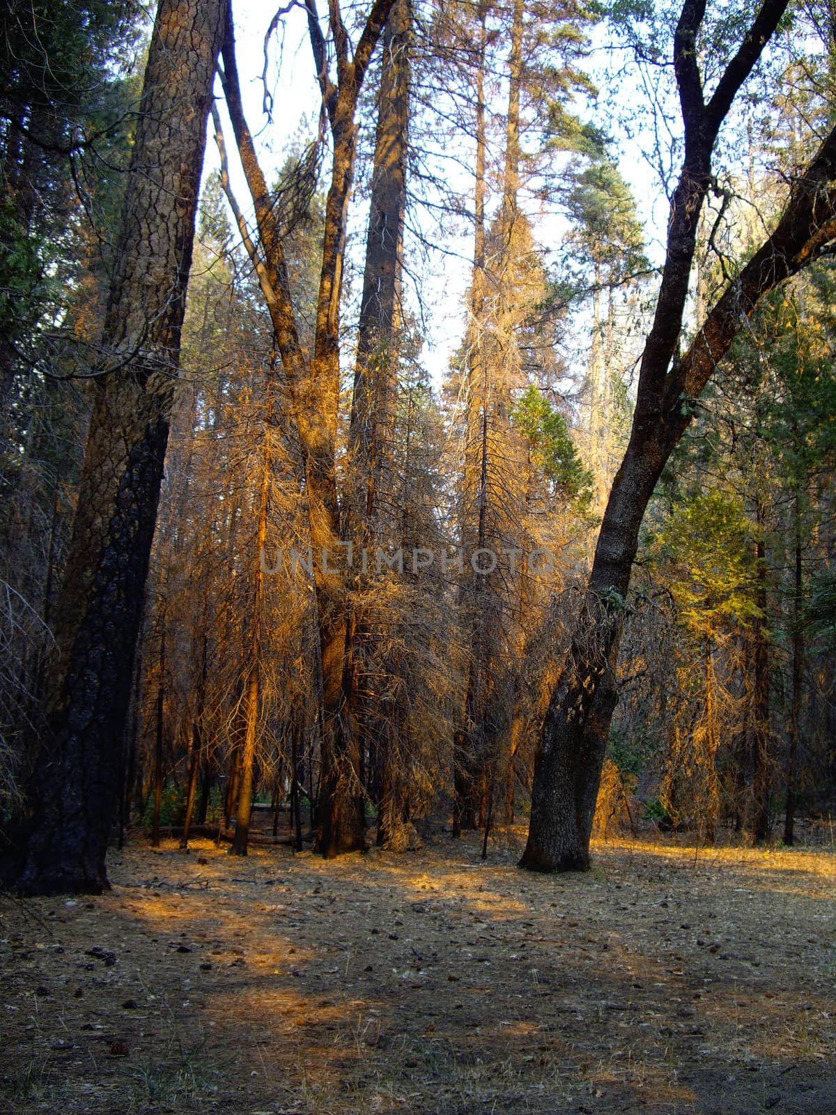 Sunlight through the forest in Yosemite National Park, USA