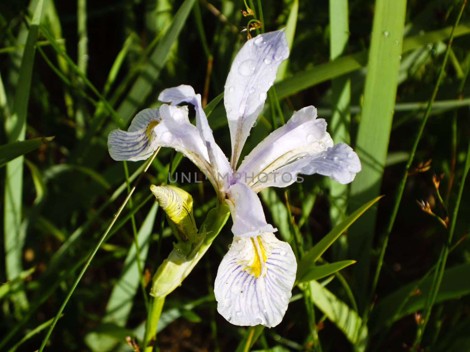Delicate Iris wildflower blooms