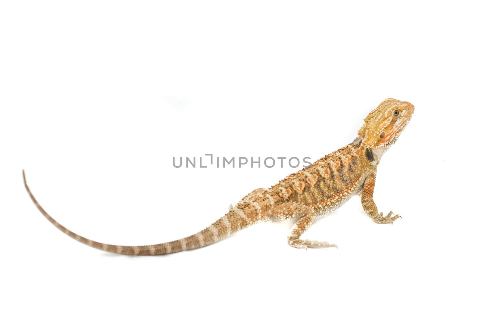 Juvenile Bearded Dragon Pet. (Pogona)
