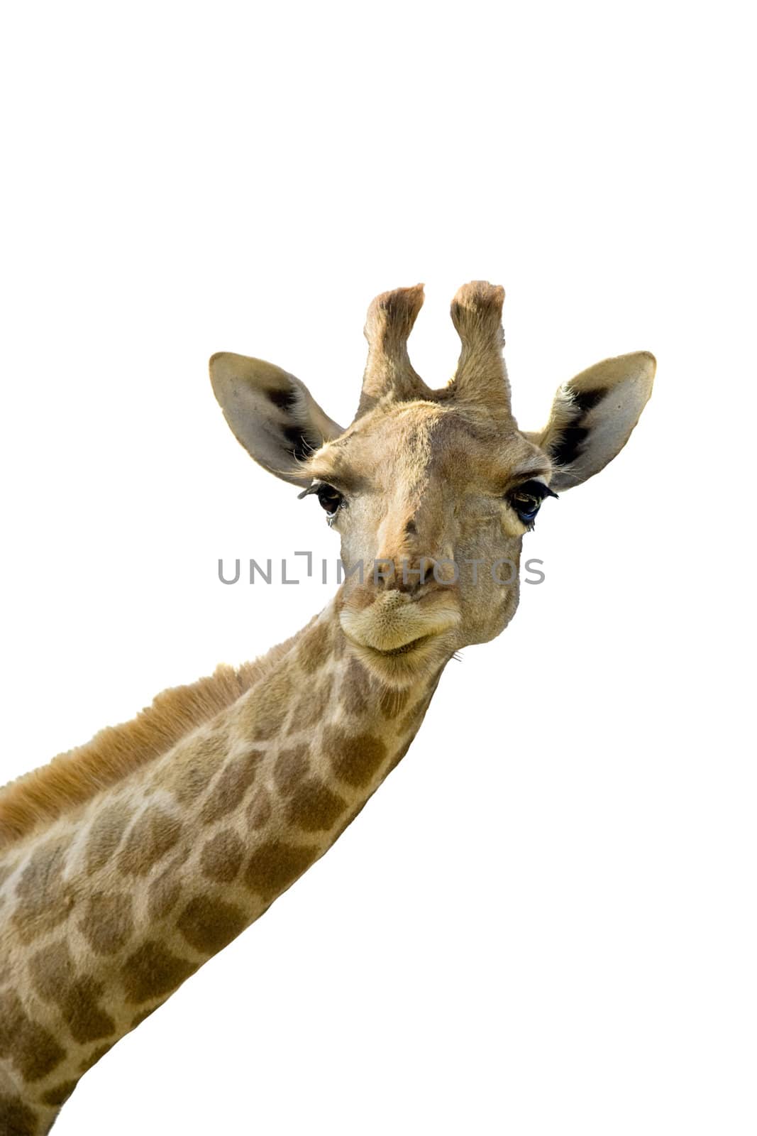 Giraffe head and neck over a white background